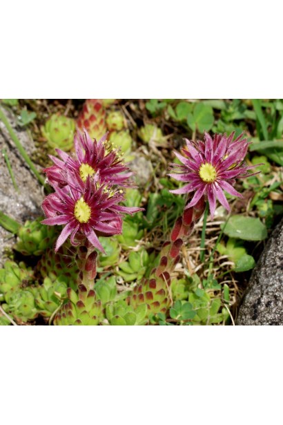 Молодило гірське | Sempervivum montanum | Молодило горное