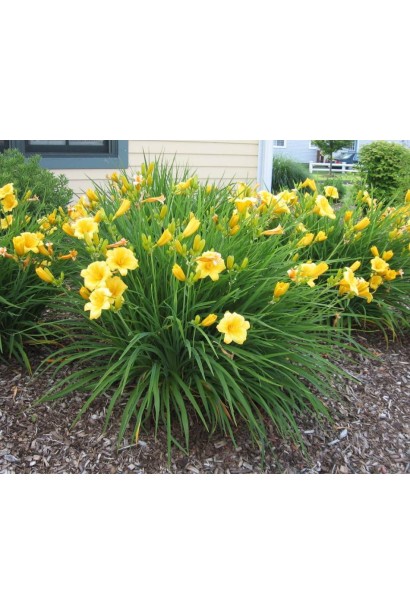 Лілійник Стелла де Оро кущ розлогої форми