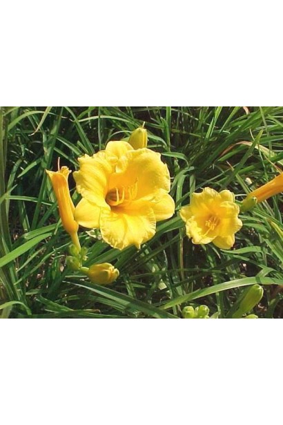 Hemerocallis hybrida Stella de Oro