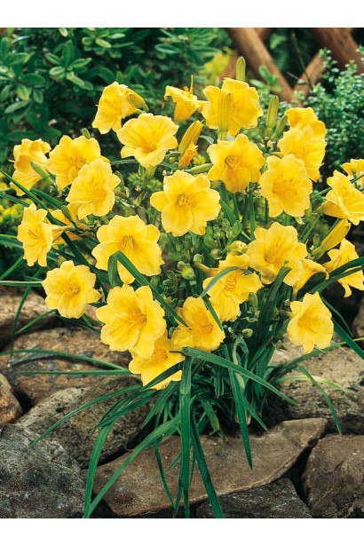 Лілійник Стелла де Оро золотисто-жовті лійкоподібні квіти