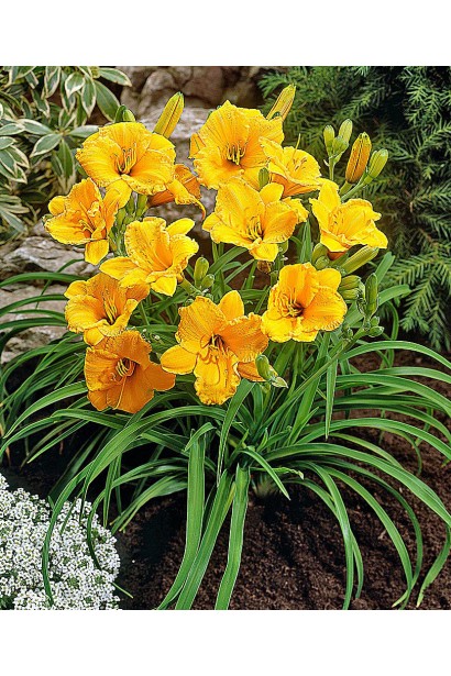 Лілійник Stella de Oro рясноквітучий карликовий багаторічник