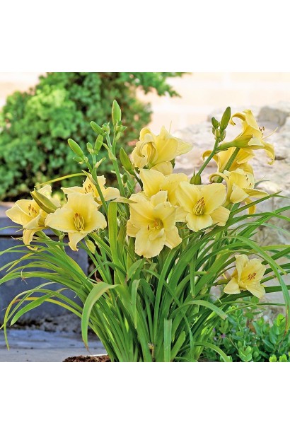 Лілійник жовтий Стелла де Оро