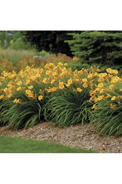 Лілійник гібридний Стелла де Оро групова посадка