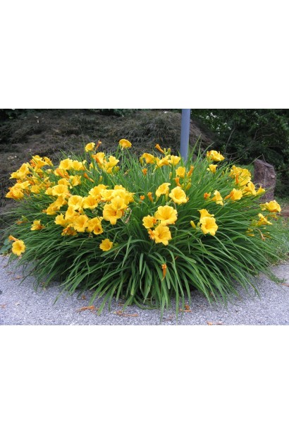 Лілійник гібридний Стелла де Оро