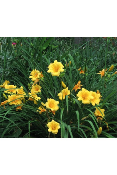 Лілійник карликовий Стелла де Оро