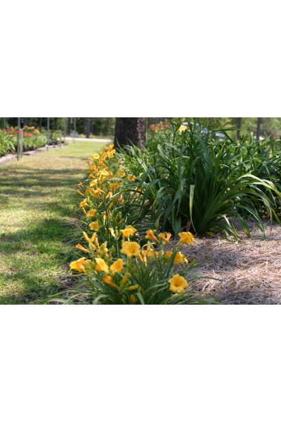 Мініатюрний лілійник золотистого кольору