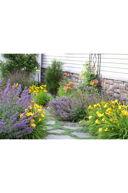 Лілійник Стелла де Оро в міксбордері