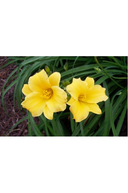 Лілейник Stella de Oro