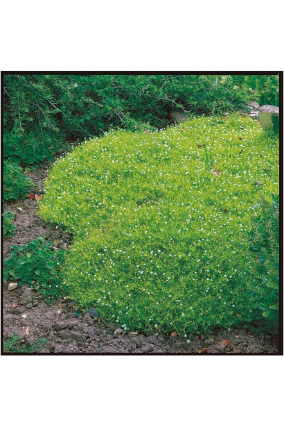 Подушевидное многолетнее растение