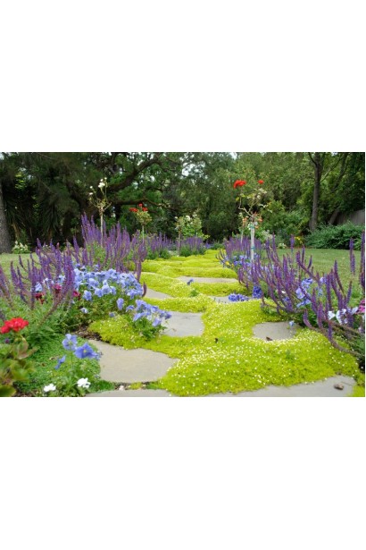 Мшанка шиловидная в ландшафте