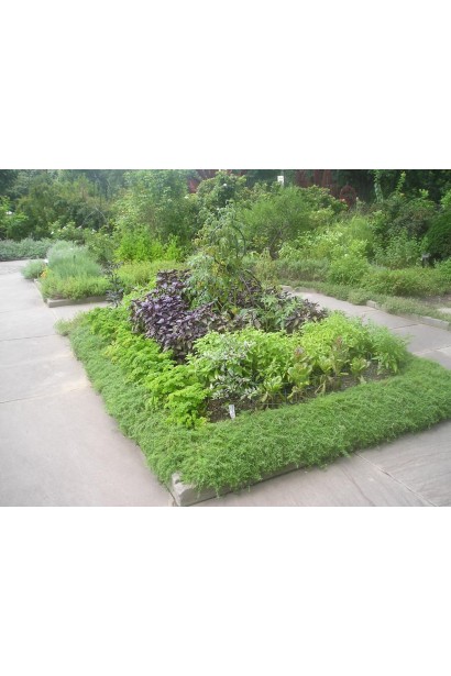 Моховинка шиловидная