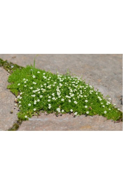 Моховинка шиловидная