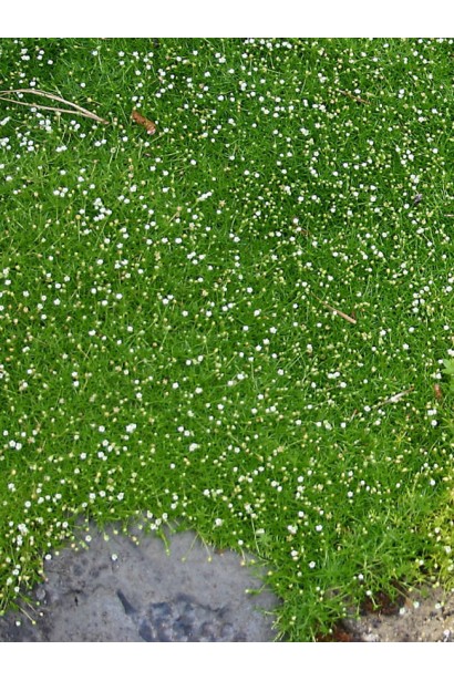 Мшанка шиловидная альтернатива газону