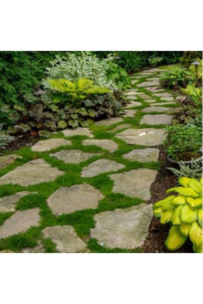 Моховинка шиловидная