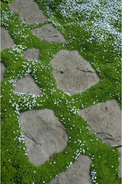 Мшанка шиловидная