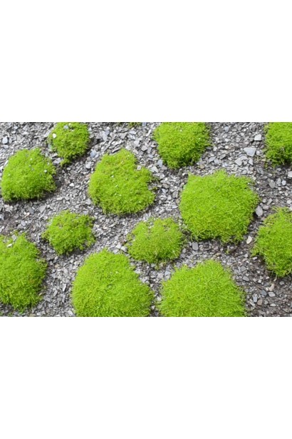 Ирландский мох