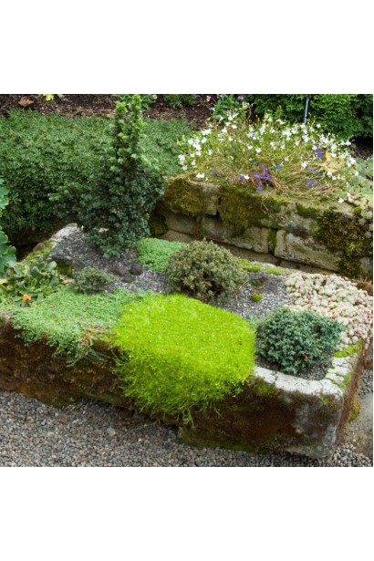 Мшанка шиловидная в ландшафте