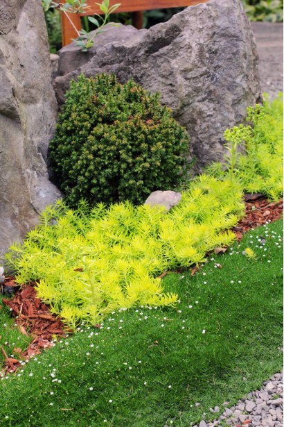 Моховинка шиловидная в композициях