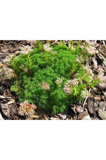 Очиток лідійський - багаторічник з компактною формою та дрібними квітами