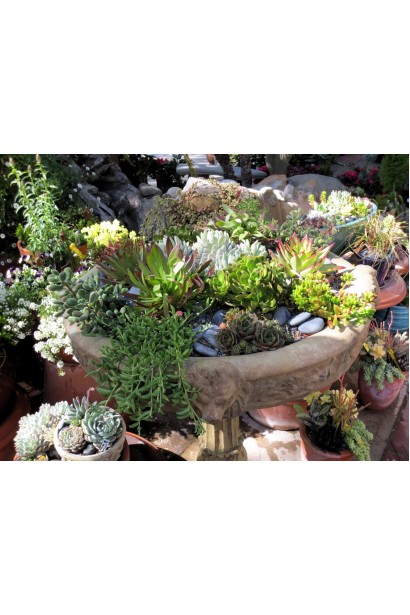 Очиток лідійський - рослина для садів з яскраво-зеленими листками та білими або жовтими квітами