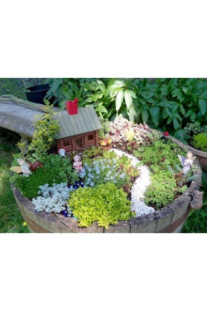 Sedum lydium - декоративний сукулент, який ідеально підходить для рокаріїв.