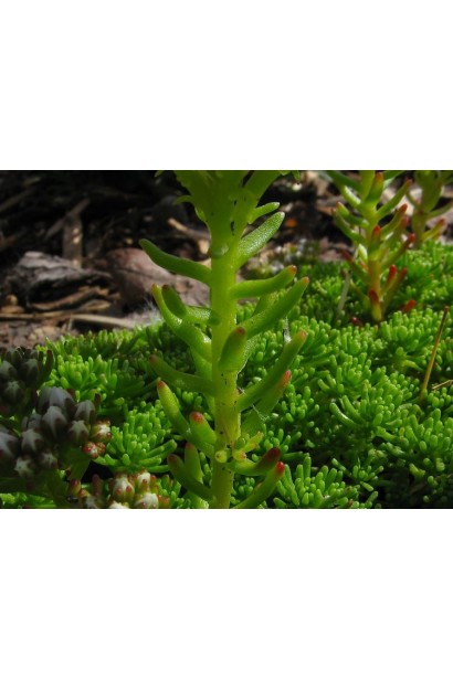 Sedum lydium 