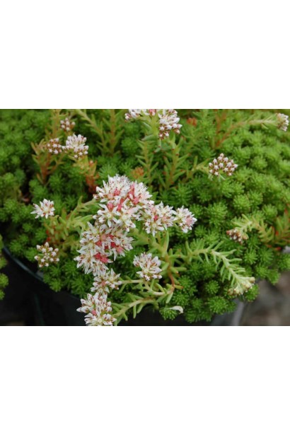 Sedum lydium - сукулент із щільним килимом зелених листя, який покривається квітами