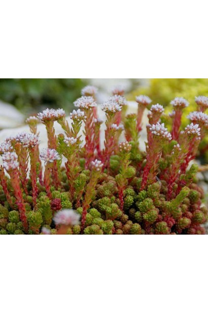 Очиток лідійський - низькоросла рослина з м'яким листям і дрібними квітами