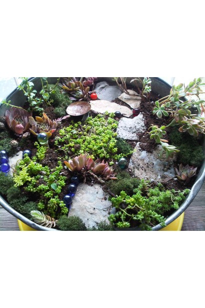 Очиток лідійський - сукулент з дрібними квітами, який ідеально підходить для садових композицій.