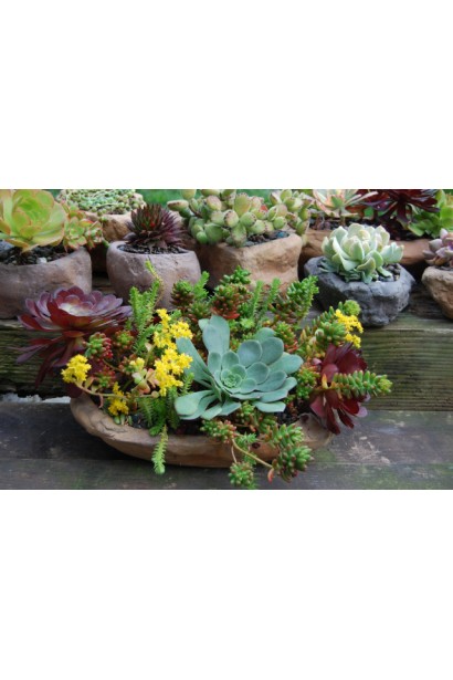 Sedum lydium - рослина для клумб і альпійських гірок з яскравим зеленим листям