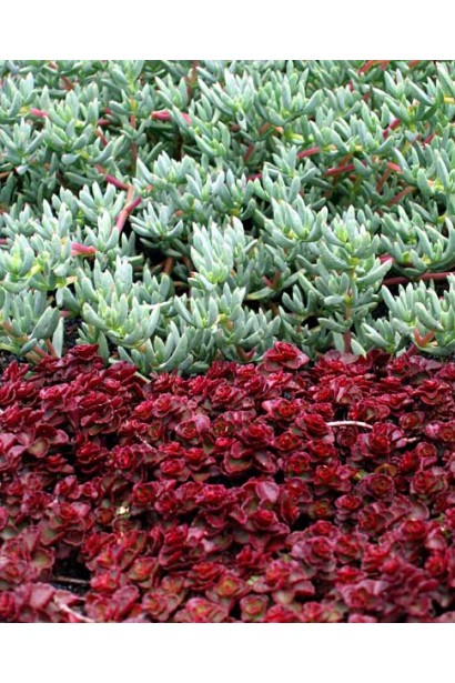 Sedum spurium Voodoo - стійкий до посухи сукулент з декоративним листям, що змінює колір із сезоном
