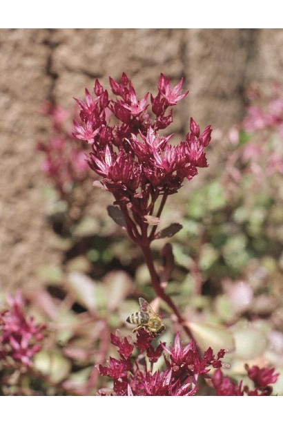 Очиток помилковий Вуду