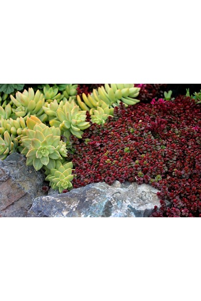 Sedum spurium Voodoo - рослина з яскравими квітами, яка ідеально підходить для клумб і альпійських гірок