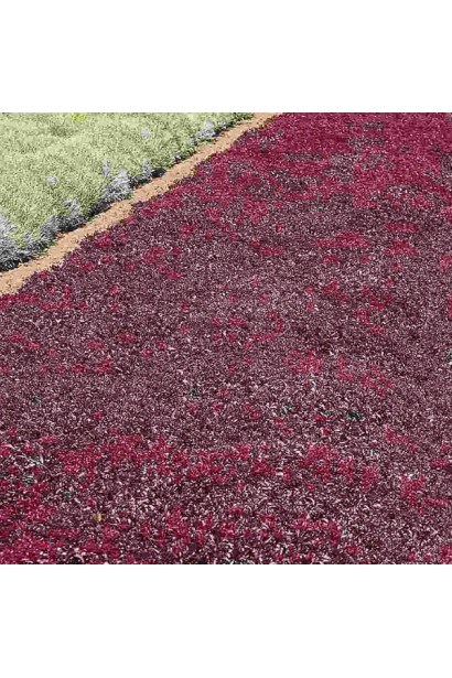 Очиток Вуду - компактний багаторічник з яскравими рожевими квітами і глибоким червоним листям