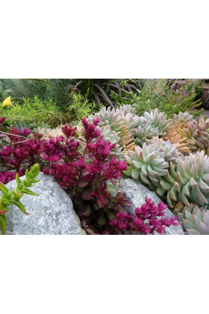 Очиток помилковий Вуду - рослина з глибокими червоними відтінками, яка додає кольору в садові композиції.