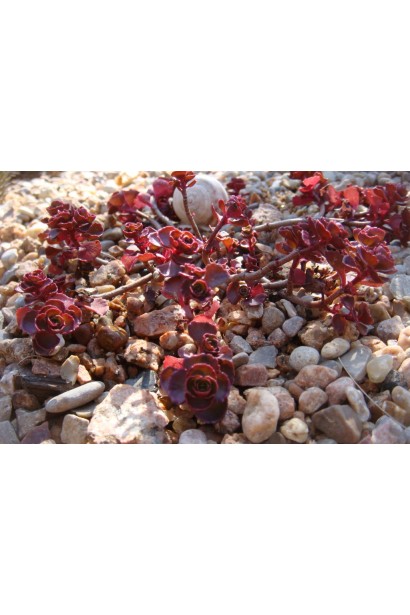 Sedum spurium Voodoo