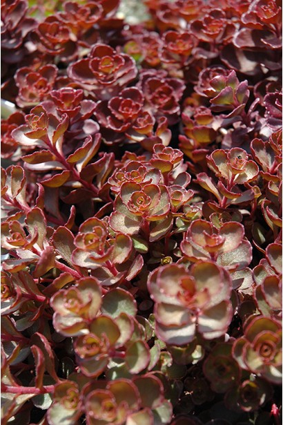Sedum spurium Voodoo - декоративний сукулент для рокаріїв з яскравими осінніми відтінками