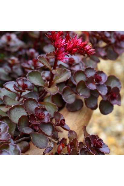 Sedum spurium Voodoo