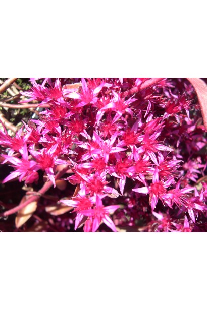 Очиток помилковий Вуду - сукулент з темно-зеленим або червоним листям і рожевими квітами