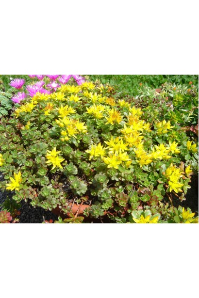 Очиток Вейхенстефанер Голд – декоративный суккулент для создания акцентов в садовых композициях