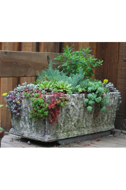 Sedum floriferum Weihenstephaner Gold – ярко цветущий очиток для летнего сада