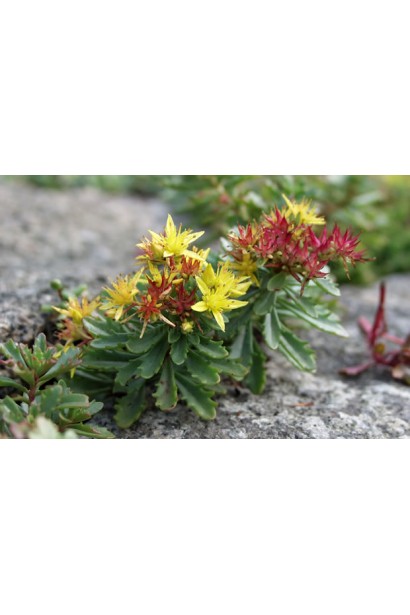 Очиток цветоносный Вейхенстефанер Голд