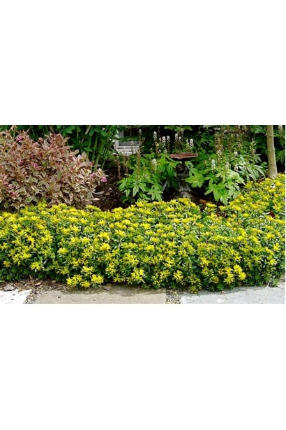 Sedum floriferum Weihenstephaner Gold – суккулент, создающий яркий цветочный ковер в саду