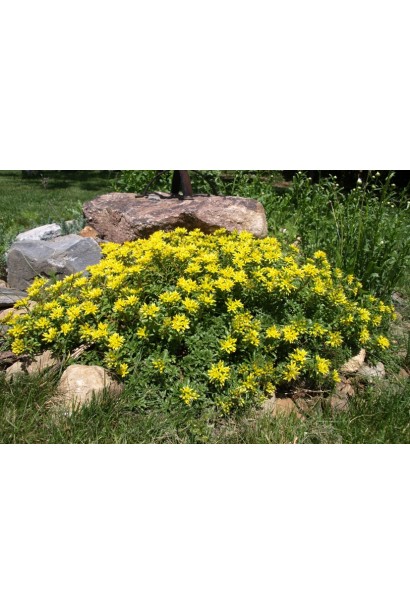 Очиток Вейхенстефанер Голд – растение с сочными зелеными листьями и солнечно-желтыми цветами