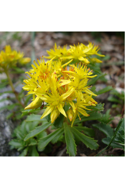 Sedum floriferum Weihenstephaner Gold