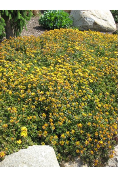 Sedum floriferum Weihenstephaner Gold – суккулент, создающий яркий цветочный ковер в саду