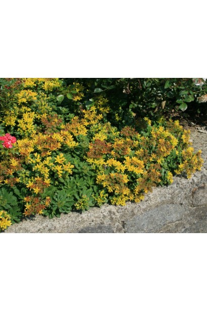 Sedum floriferum Weihenstephaner Gold – многолетник с густой ковровой структурой