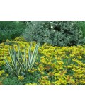 Очиток квітконосний Вейхенстефанер Голд | Sedum floriferum Weihenstephaner Gold | Очиток цветоносный Вейхенстефанер Голд
