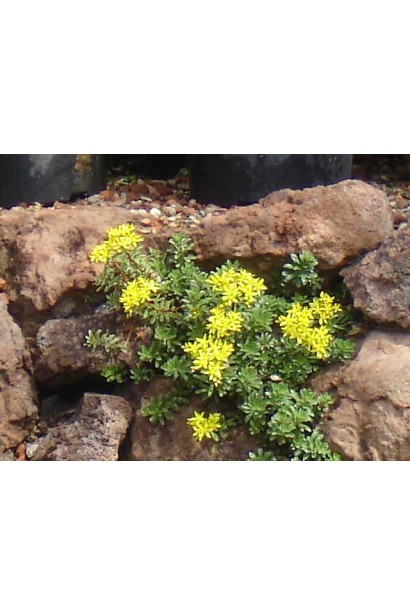 Очиток Вейхенстефанер Голд - суккулент с золотисто-желтыми цветами и зелеными листьями