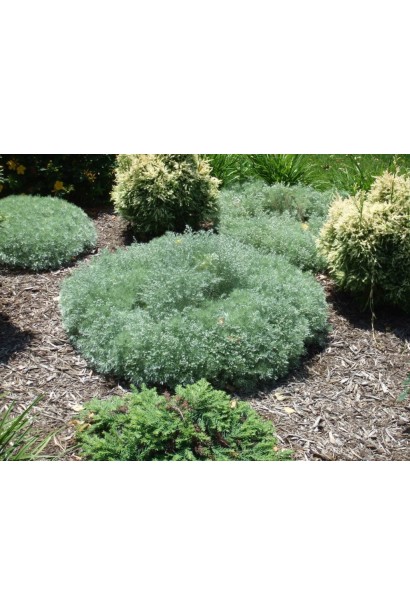 Полин Нана підходить для рокаріїв та альпійських гірок.